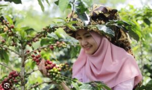 kopi gayo