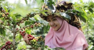 kopi gayo
